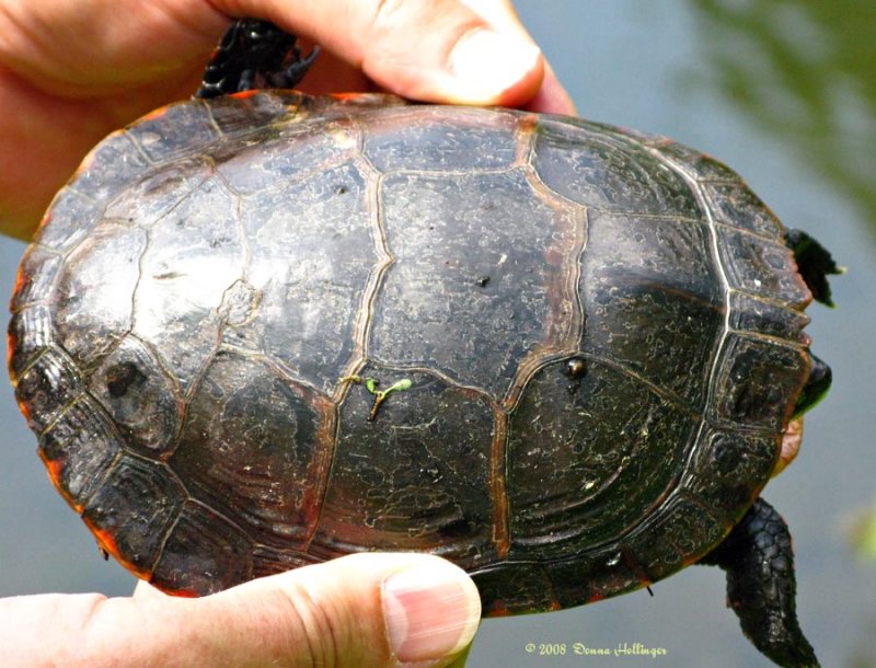 Painted Turtle