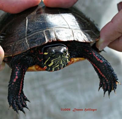 Painted Turtle