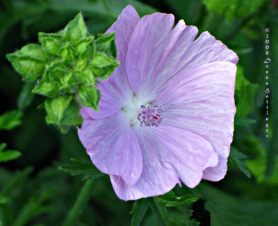 Wild Geranium