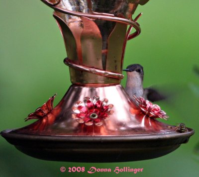 Female Hummingbird and The Bee