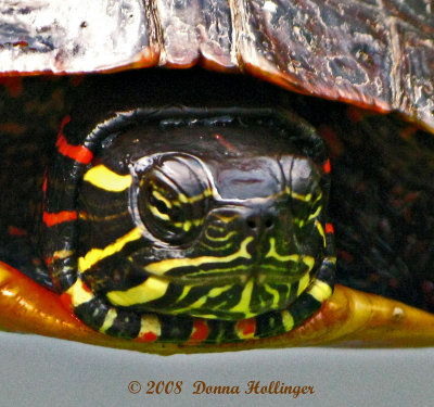 Painted Turtle