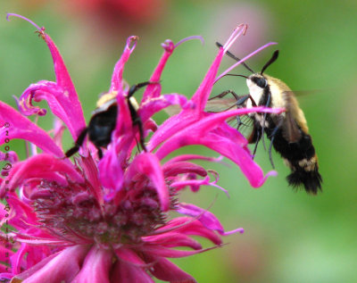 Hemaris Thysbe [Hummingbord Moth] in Beebalm