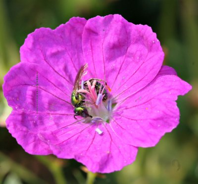 Augochlora Green Metallic Bee