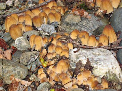 Mushrooms on the Rocks