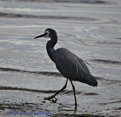 White Faced Heron