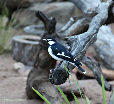 Indigenous Australian Bird at the Safari Park