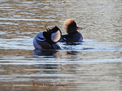 Drinking up (Hooded Mergansers)