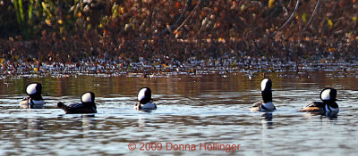 Lophodytes cucullatus  Hooded Mergansers