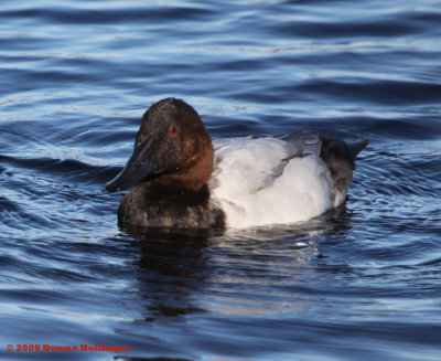 Aythya valisinera, Canvasback Male