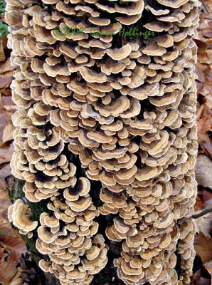 Symmetrical Pattern of Turkey tail Mushrooms on Tree