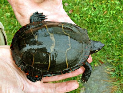 Peter found this poor painted turtle