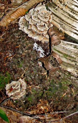 Curls of birchbark with Shelf Mushroom