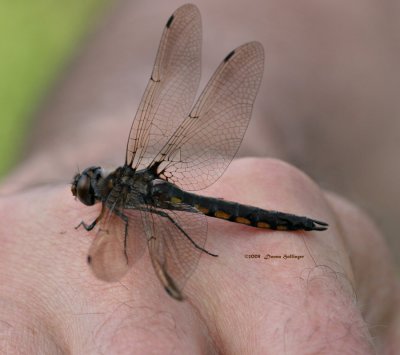 Rescued Dragonfly