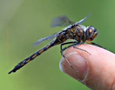 Dragon Fly Drying Out