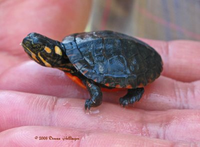 Newborn Painted Turtle