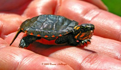 Baby Painted Turtle with Eggtooth