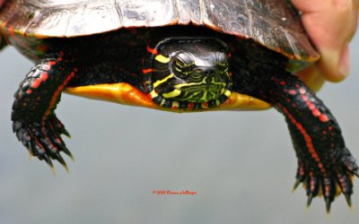 Painted Turtle and Peter