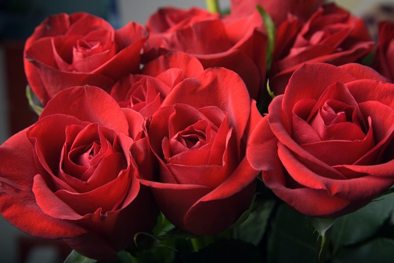 _MG_0016_roses_eggcrate_2184x.jpg