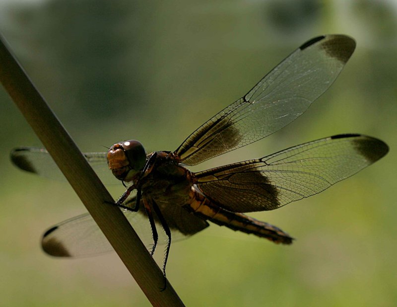 Dragon-Fly