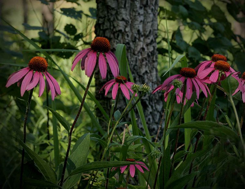 Purple cone flowers