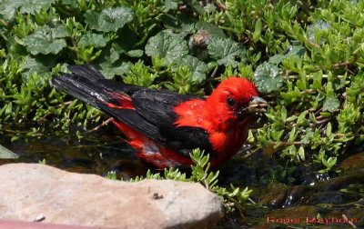 Scarlet Tanager - male