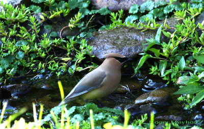 Cedar Waxwing