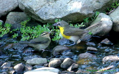 Worm-eating  Warbler and Yellow-breasted Chat