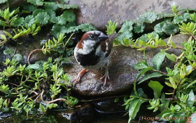 House Sparrow  - male