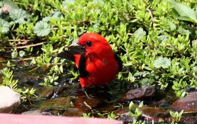 Typical Scarlet Tanager - male