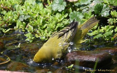 Yellow Warbler bathing
