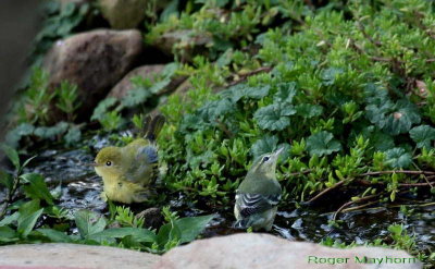 Yellow Warbler and Cerulean Warbler