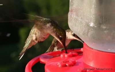  Hovering and feeding