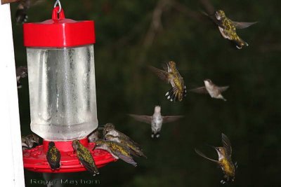  Ruby-throated Hummingbirds