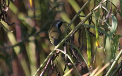 Common Yellowthroat - adult male
