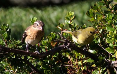 Rose-breasted Grosbeak and Scarlet Tanager