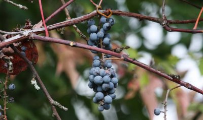 Wild Grapes - More Bird Food