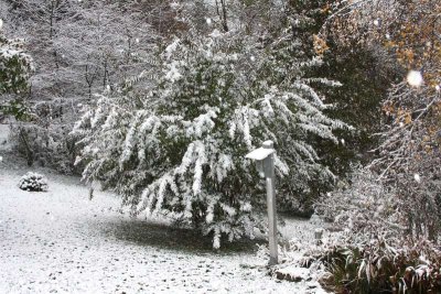 Crepe Myrtle in Snow