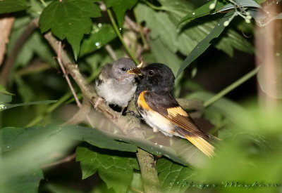 American Redstart male feeding a fledgling