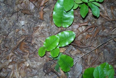 Trailing Arbutus