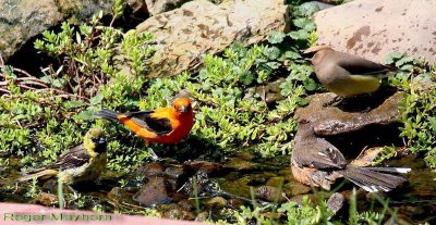 Orchard Oriole, Scarlet Tanager, Cedar Waxwing and Eastern Towhee