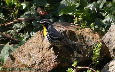 Yellow-throated Warbler