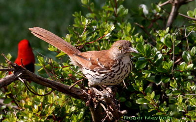 Brown Thrasher