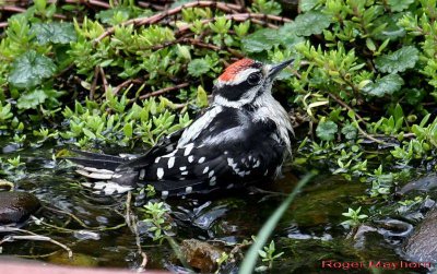 A Juvenile Downy comes to Bathe