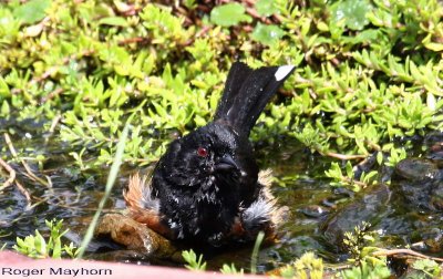 A Male Eastern Towhee