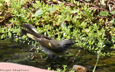 A Female American Redstart