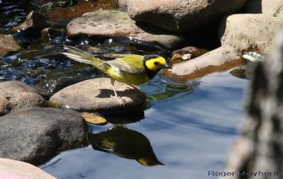 A Male Hooded Warbler and Reflection