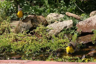 A Pair of Yellow-breasted Chats