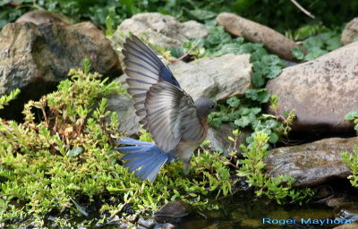Eastern Bluebird Preparing to Get Wet