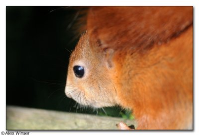 Red Squirrel