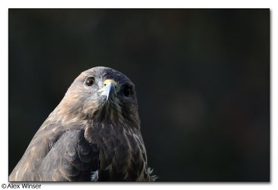 Buzzard
